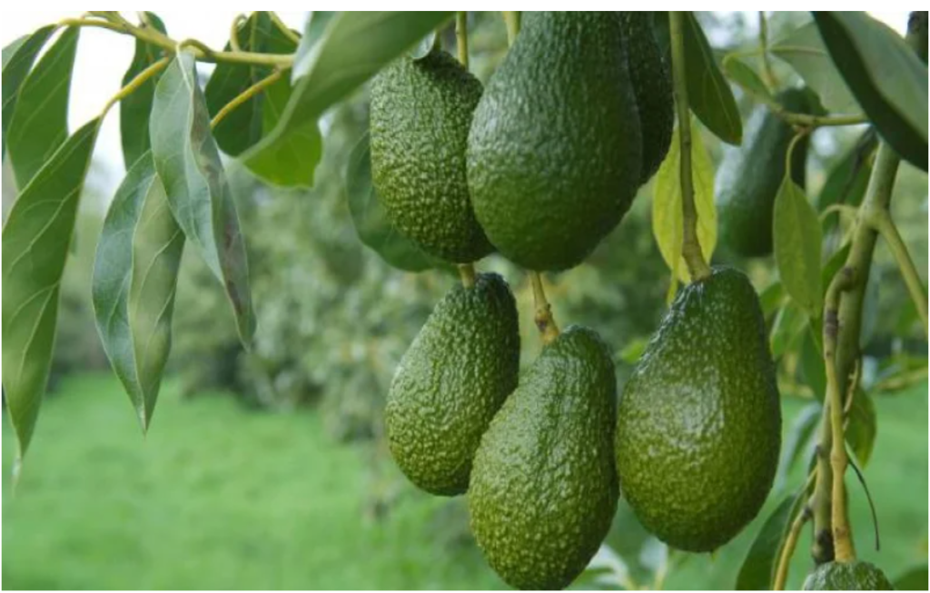 Kitoma Hass Avocado Project.